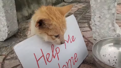 An Abandoned Cat, Left Behind by its Guardian, with an Empty Bowl and a Silent Plea: “Lead Me Back Home.”