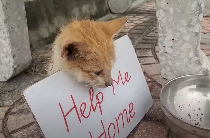 An Abandoned Cat, Left Behind by its Guardian, with an Empty Bowl and a Silent Plea: “Lead Me Back Home.”