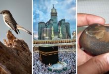 The Ababil and the Kaaba