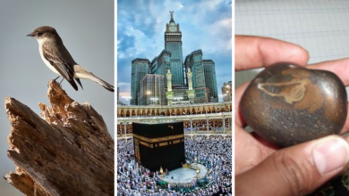 The Ababil and the Kaaba