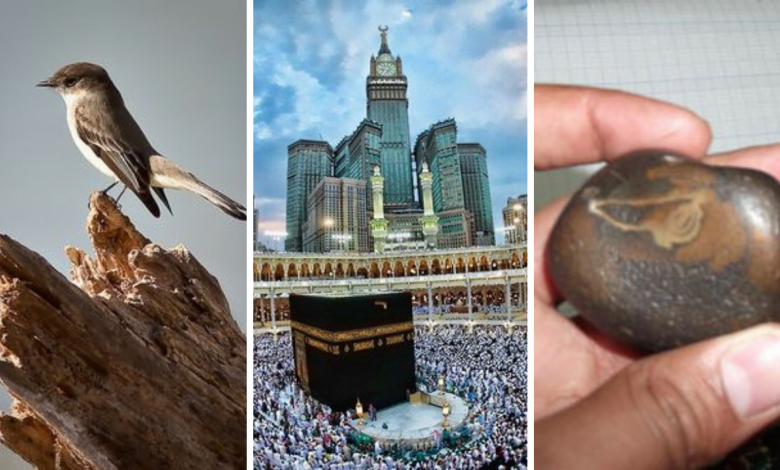 The Ababil and the Kaaba